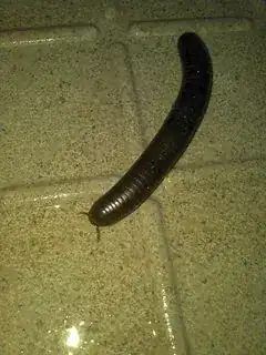bug