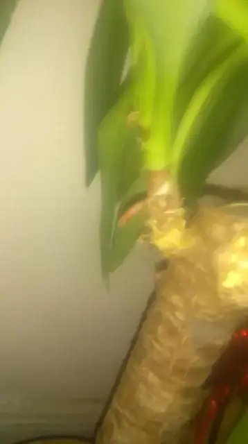 possible root 