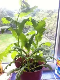 Unidentified Plant 2