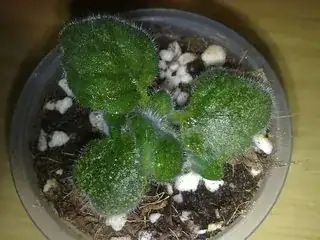 sinningia