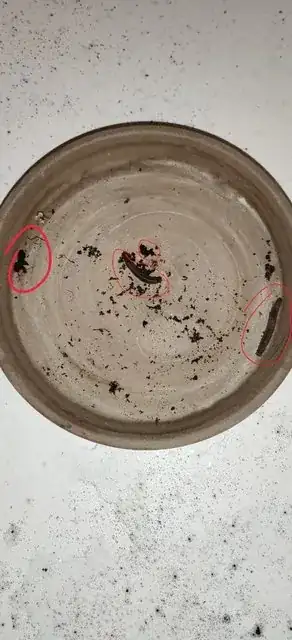 multiple creatures