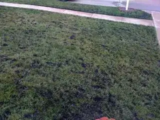 Cool-season lawn