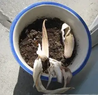 Picture of wilted tulips