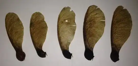 Sycamore? Maple? Other?