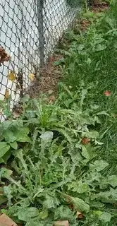 looks like crab weeds
