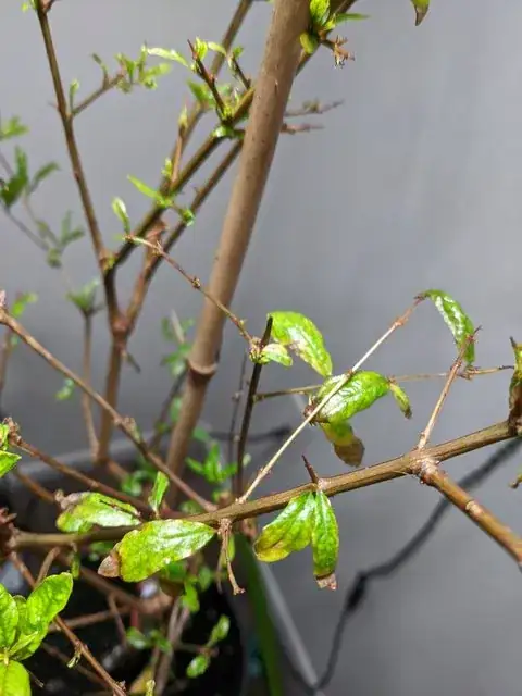 Example of brown tips