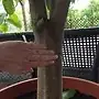 trunk size
