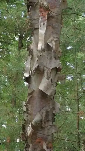 close up of most severe damage
