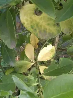 The other plant