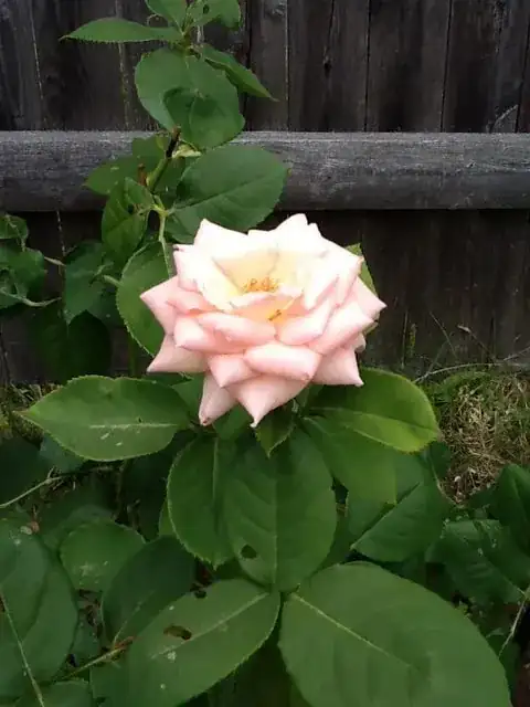 Side of flower with leaves