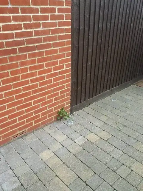the weeds