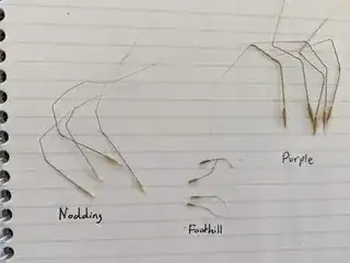 grass seeds with awns