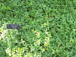 Green with no flowers