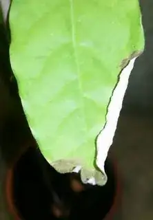 avocado leaf