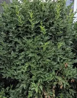 Plant