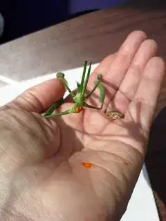 Stem joining cluster of seedpods