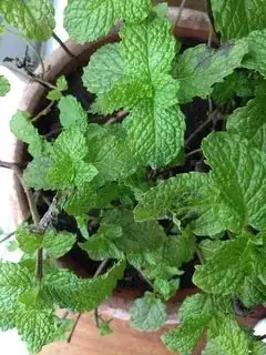 Brown mint leaves