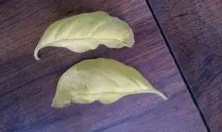Basil leaves