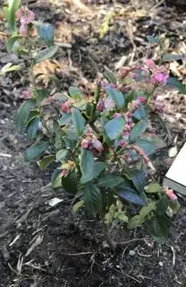 Blueberry plant
