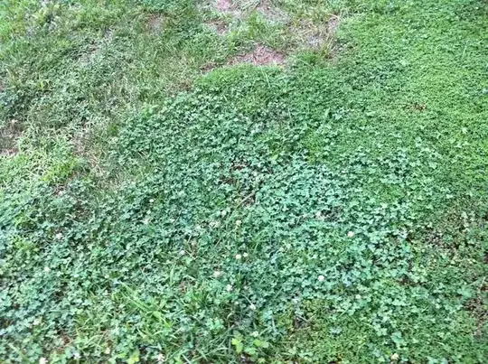 wild3