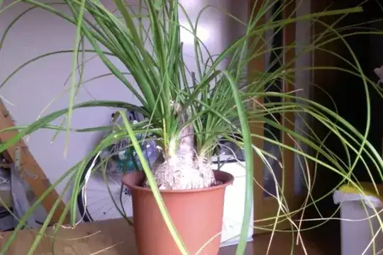 Unknown plant