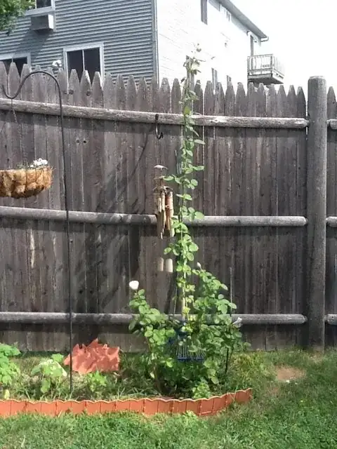 Whole plant
