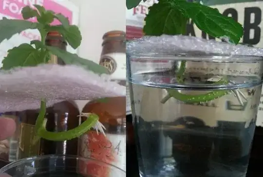 Mint cuttings beginning to root