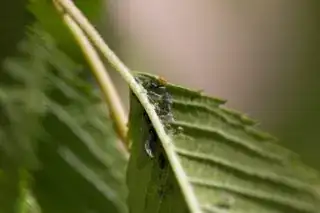 Bugs 1