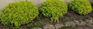 Plant 2