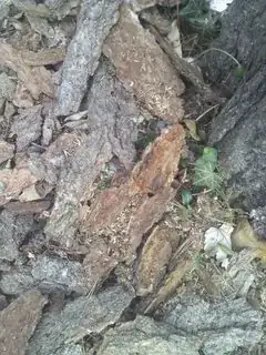 bark on ground