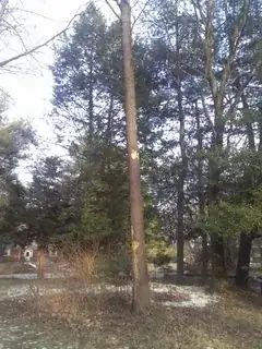 tree trunk