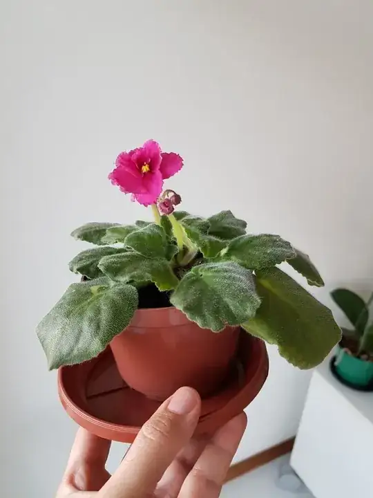 Other with laying down leaves but otherwise healthy