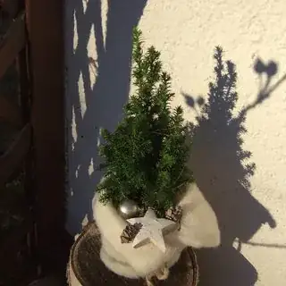 the whole plant