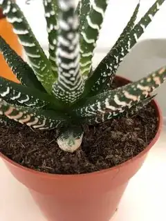 2nd
