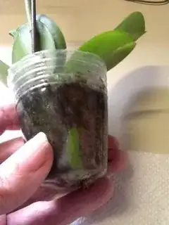 Side/bottom view, green root, moss coming through bottom