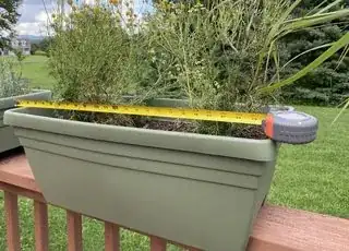 Chamomile plants showing the size of the container