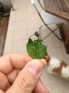 woodlouse