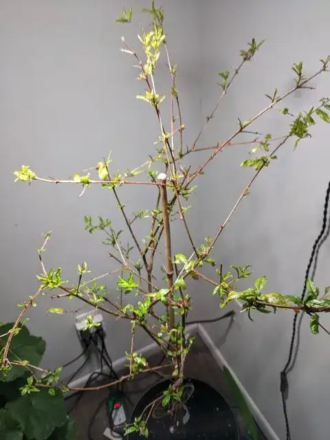 My pomegranate tree