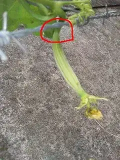 Fruit