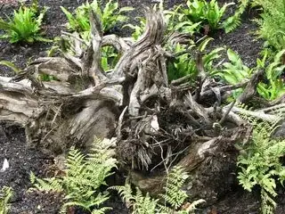 Stumpery