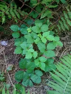 Ivy near fence
