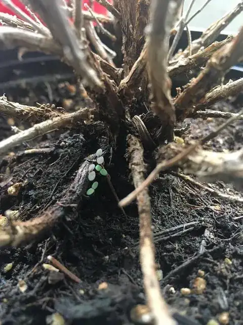here's a close up