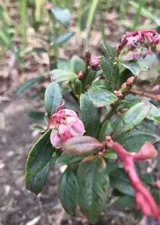 Blueberry plant
