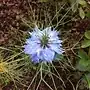 pale blue