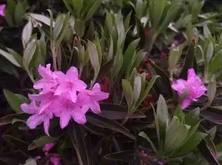 Flower 1