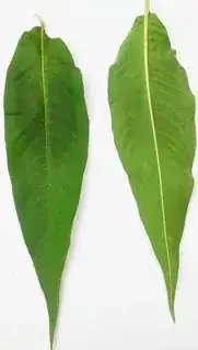 front and back of leaves