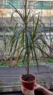 Whole plant