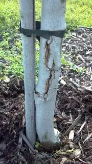Split bark on Maple sapling