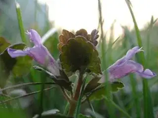 purple flower