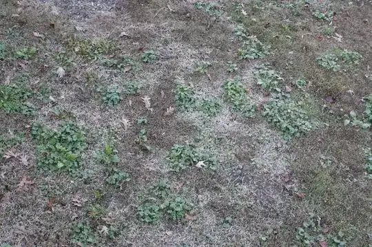my lawn